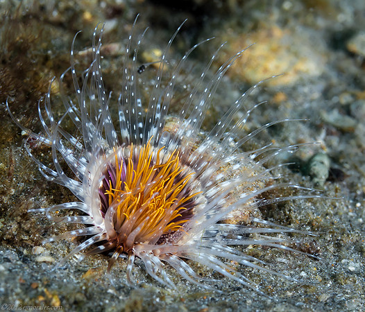 Tube Dwelling Anemone