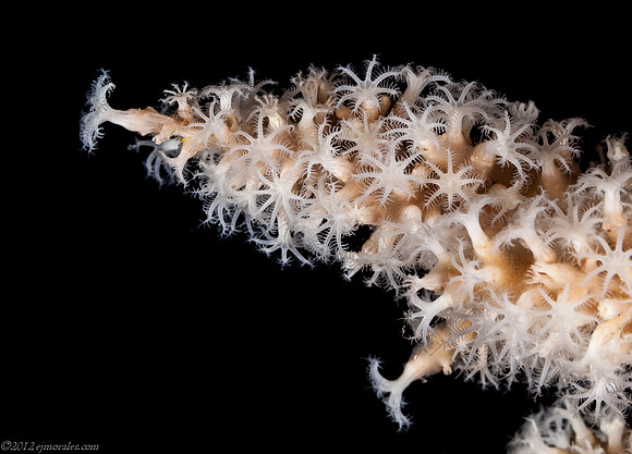 Knobby Sea Rods (Eunicea spp.)