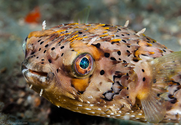 Balloonfish (Diodon holocanthus)