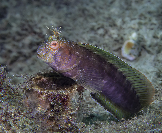 Seaweed Blenny (Parablennius marmoreus)