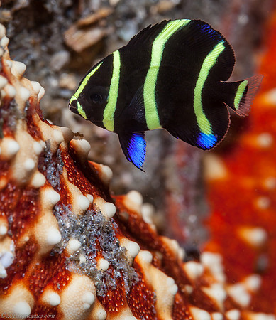Juvenile Gray Angelfish (Pomacanthus arcuatus)