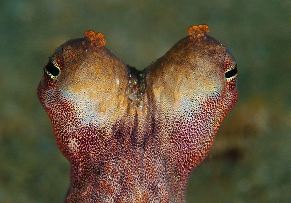 Common Octopus
