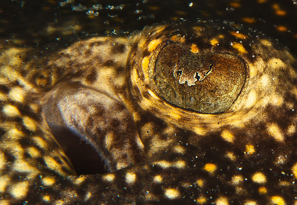 Leopard Ray
