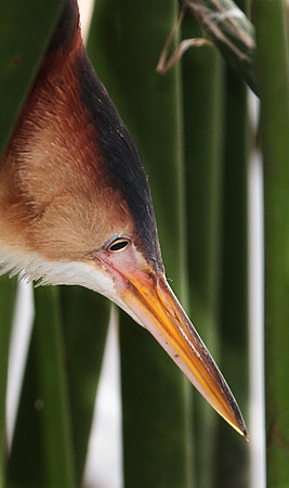 Least Bittern Hunting