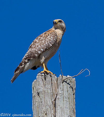 Red SHouldered Hawk (Buteo lineatus)