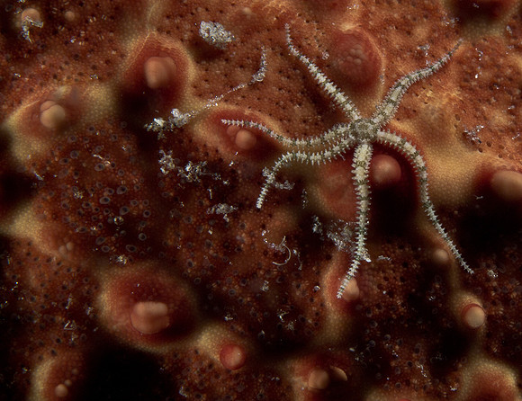 Brittle Star on back of a larger Cushion starfish.