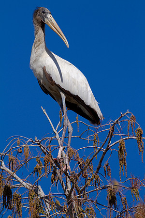 Woodstork