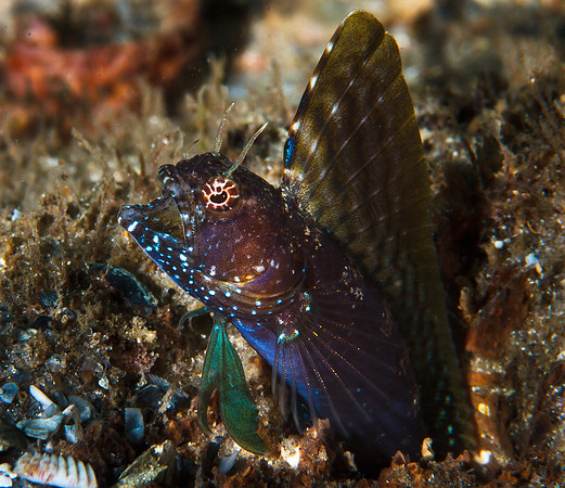 Sailfish Blenny