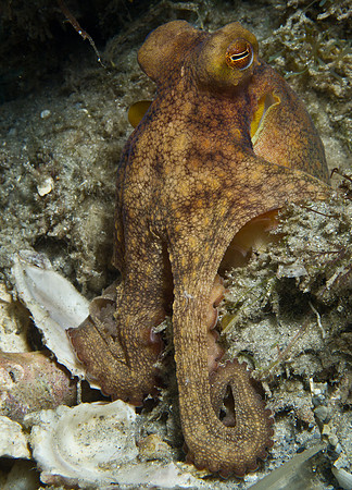 Common Octopus