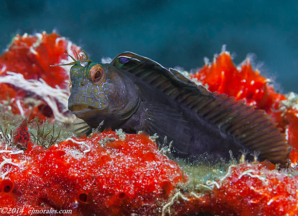 Seaweed Blenny (Parablennius marmoreus)
