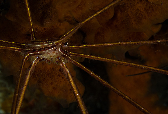Arrow Crab