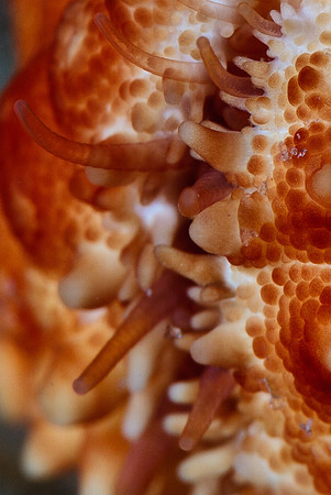 Cushion starfish foot