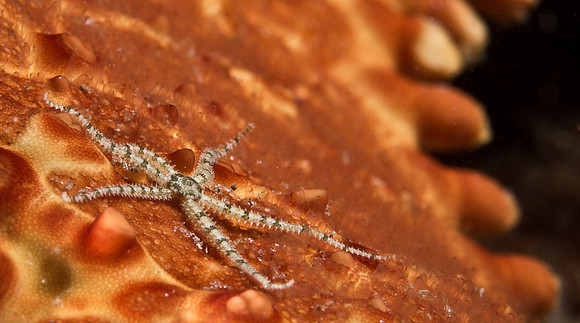 Brittle Star on back of a much larger Cushion starfish.