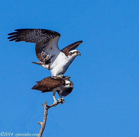 Ospreys Mating (Pandion haliaetus)