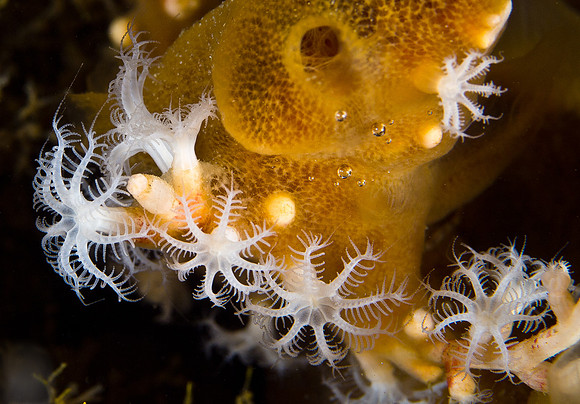 Coral Polyps on Sponge